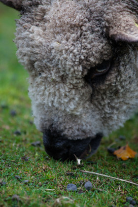 Stock Image: sheep portrait