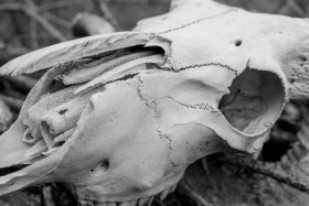 Stock Image: Sheep Skull