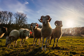 Stock Image: Sheep stand together in the meadow at sunset