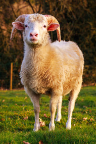 Stock Image: Sheep with beautiful Horns