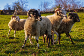 Stock Image: Sheep with horns on a beautiful green meadow