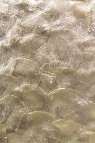 Stock Image: shell texture