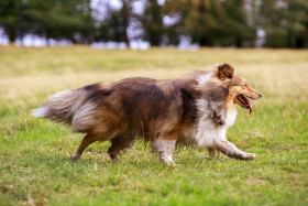 Stock Image: Shetland Sheepdog on a meadow