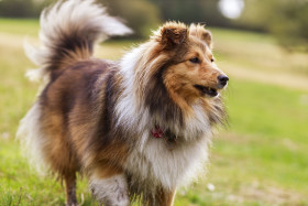 Stock Image: Shetland Sheepdog on a meadow