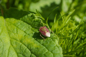 Stock Image: Shield Bug, Carpocoris fuscispinus bug on green leaf