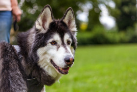 Stock Image: Siberian Husky Portrait