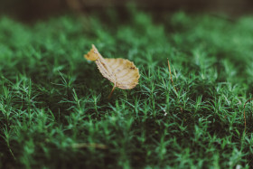 Stock Image: signs of autumn yellow autumn leaf on moss