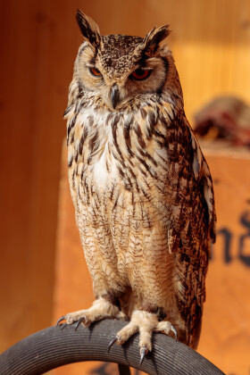Stock Image: Silent Elegance: Graceful Owl Perched in Serene Stillness