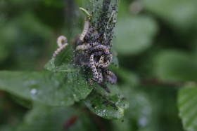 Stock Image: Silkworms