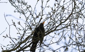 Stock Image: singing blackbird