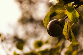 Stock Image: single pear on pear tree
