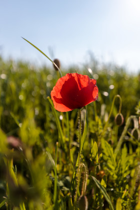 Stock Image: Single red poppy in the field