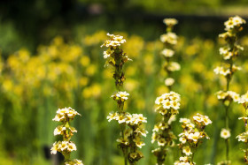 Stock Image: sisyrinchium striatum pale yellow eyed grass