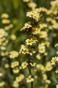 Stock Image: sisyrinchium striatum - pale yellow eyed grass - yellow flower in summer