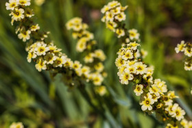 Stock Image: sisyrinchium striatum - pale yellow eyed grass - yellow flower in summer