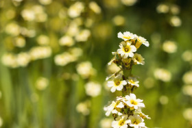 Stock Image: sisyrinchium striatum - pale yellow eyed grass - yellow flower in summer