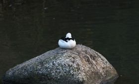 Stock Image: sleeping duck on a rock