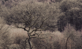 Stock Image: Sleeping forest