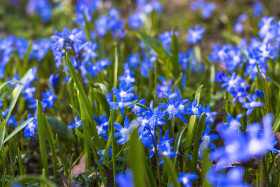 Stock Image: Small Blue Flowers in Spring