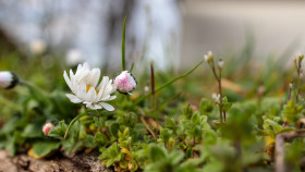 Stock Image: Small daisies in a meadow in spring