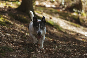 Stock Image: small dog runs through the forest