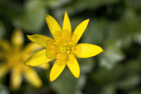 Stock Image: Ficaria verna small little yellow flower