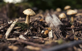 Stock Image: small pretty mushroom