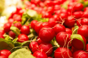 Stock Image: small red radish