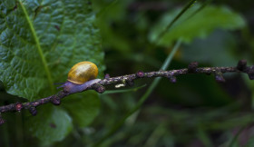 Stock Image: snail in the forest