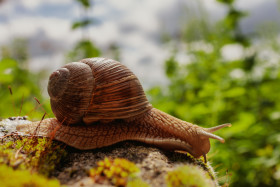 Stock Image: Snail in the Garden