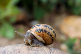 Stock Image: Snail on a stone