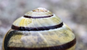 Stock Image: snail shell
