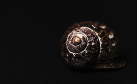 Stock Image: snail shell dark