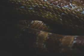 Stock Image: snakeskin