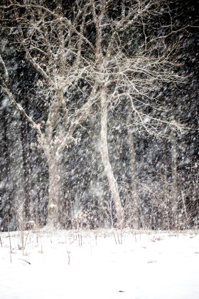 Stock Image: snow forest