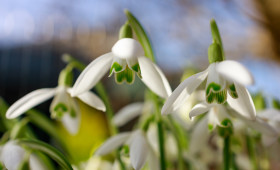 Stock Image: Snowdrops - Galanthus Spring Flower
