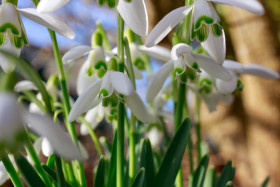 Stock Image: Snowdrops - Galanthus White Spring Flowers