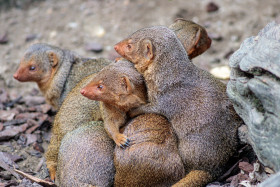 Stock Image: Snuggling Helogale group