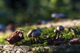 Stock Image: some pretty mushrooms on tree trunk