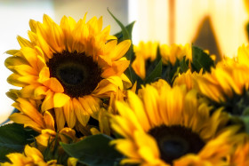 Stock Image: some sunflowers