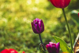 Stock Image: some tulips