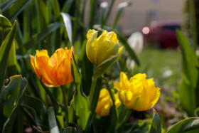 Stock Image: Some yellow tulips in a garden