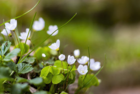 Stock Image: sorrel white spring flowers