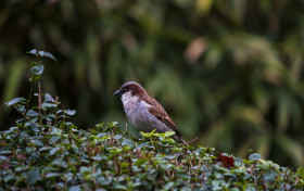Stock Image: sparrow sitting in green