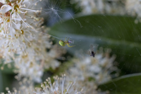 Stock Image: spider eats her prey