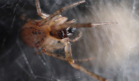 Stock Image: Spider in a web