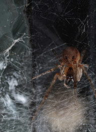 Stock Image: Spider in a web