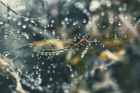 Stock Image: spider in her rain wet web