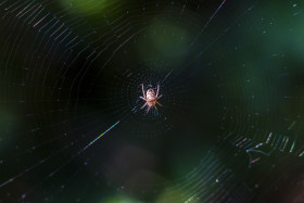 Stock Image: spider in her web april