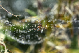 Stock Image: spider in her wet web